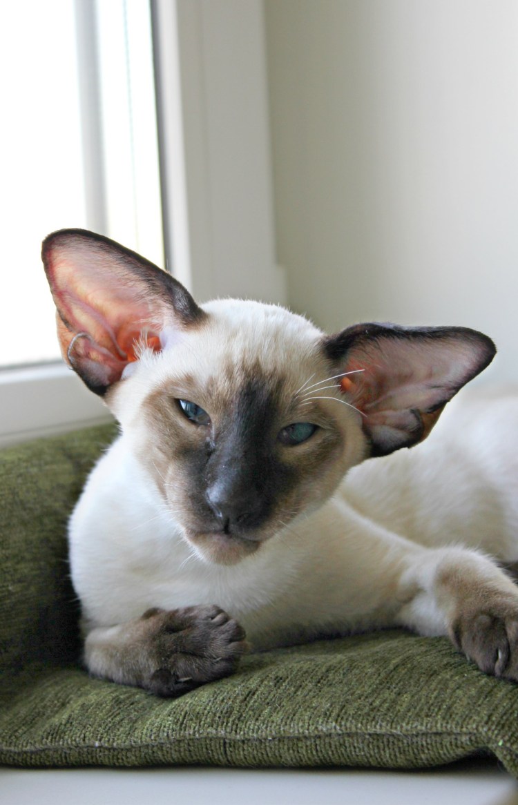 Ориентал кот Блю поинт