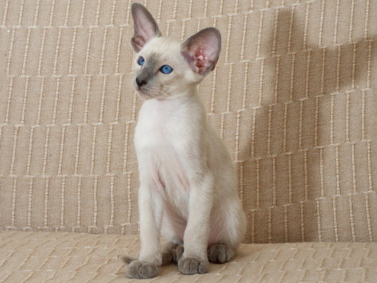 Блю поинт ориенталы