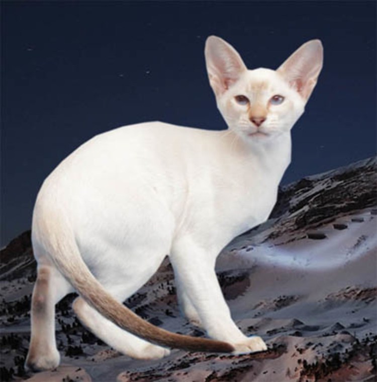 Балинезийская кошка Блю-Пойнт