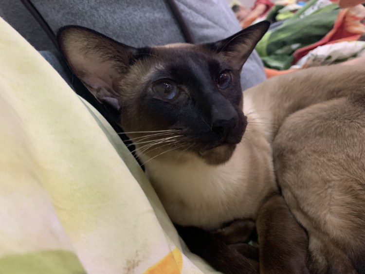 Тайский Сиам