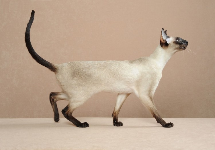 Сиамская Ориентальная короткошерстная