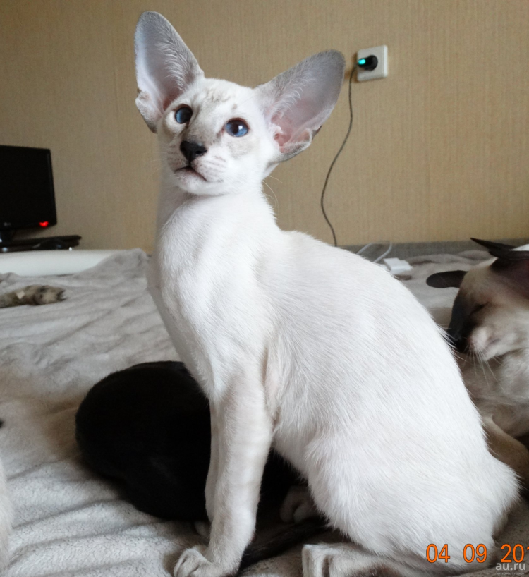 Сиамская кошка Ориентал