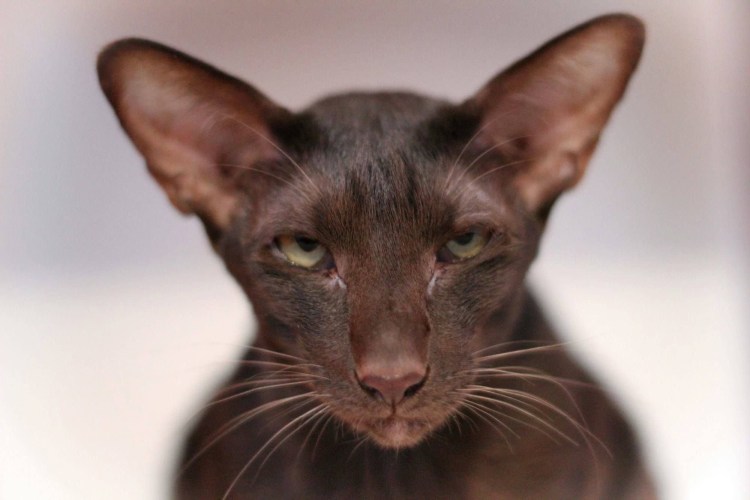 Петерболд окрас Сиам