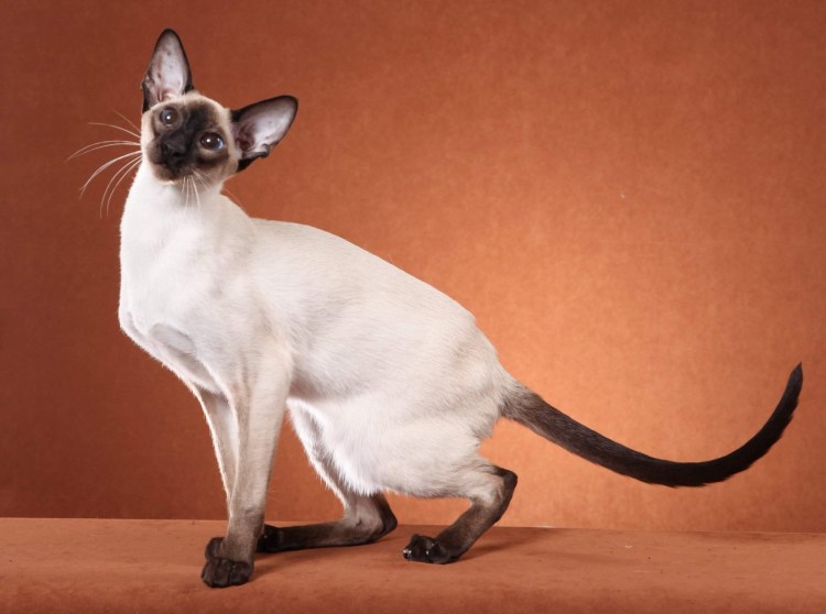 Сиамская Ориентальная кошка