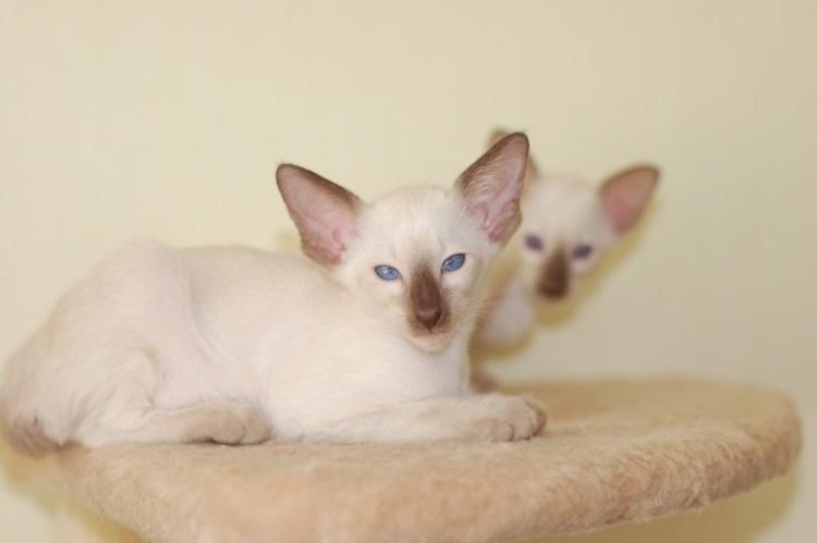 Ориентальная кошка 59