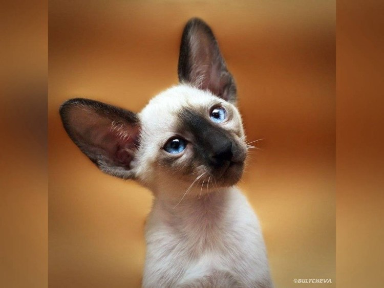 Коты ориенталы сиамские