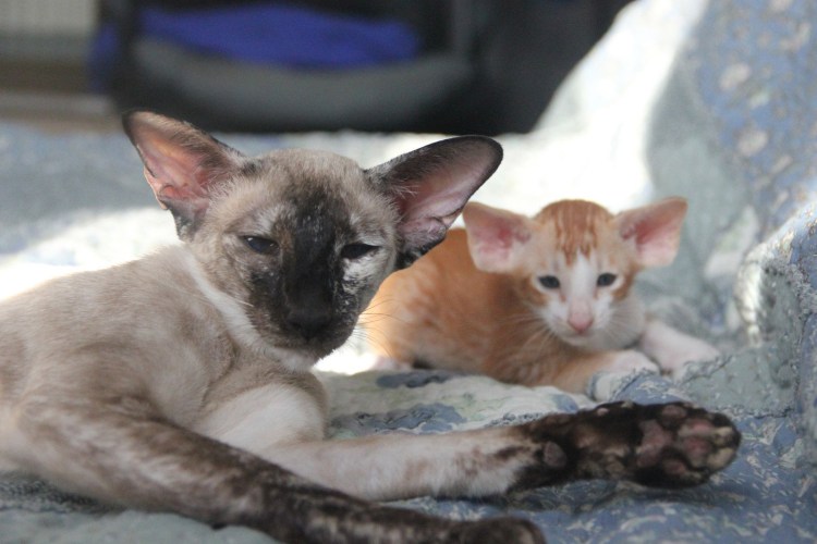 Сиамский Петерболд