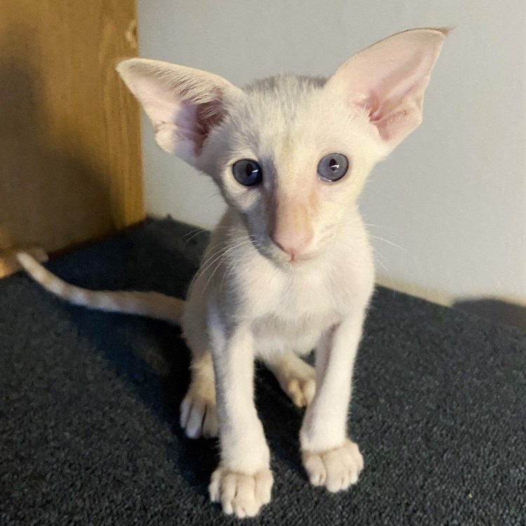 Помесь ориентала и дворняги белый