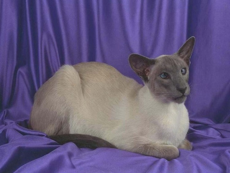 Порода Герман рекс Сиамская