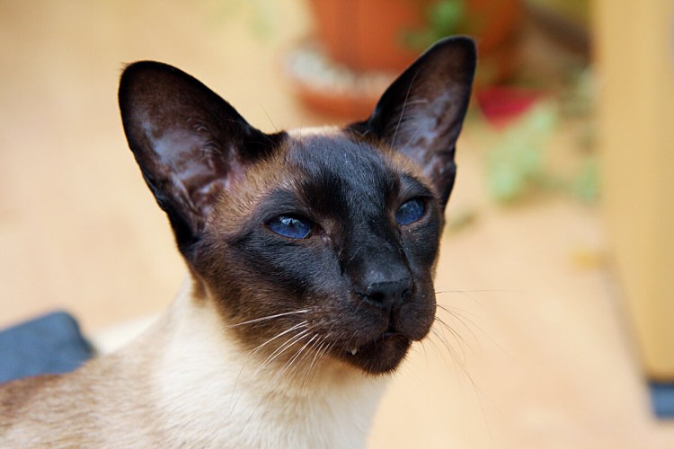 Сиамский кот Ориентал