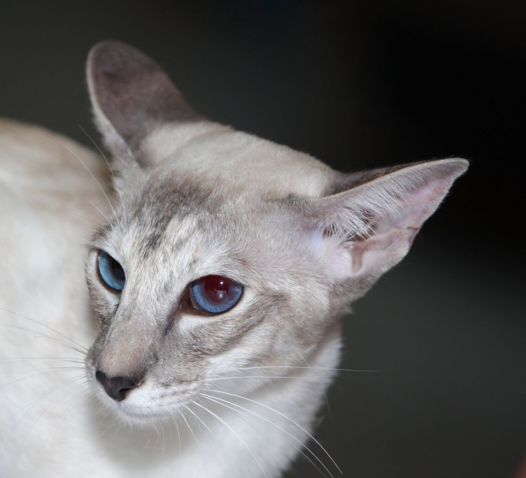 Порода кошки Ориентал Сиам