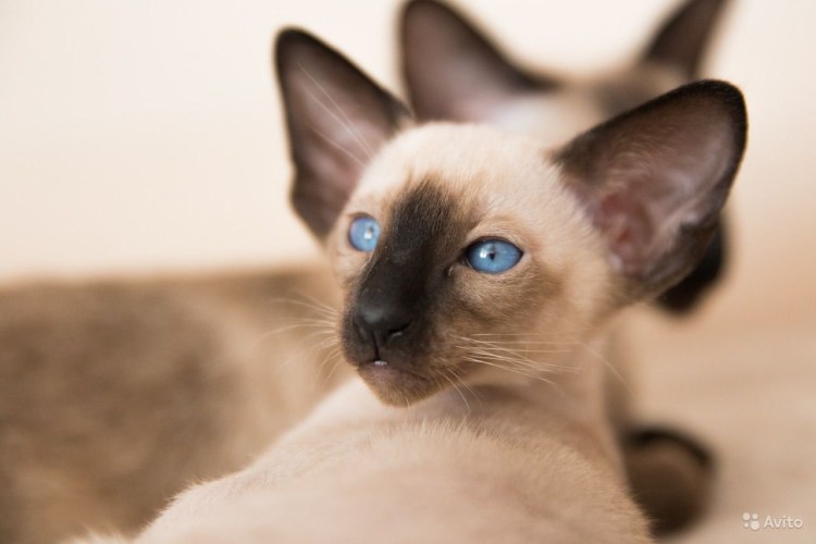Сиамский ориентальный кот