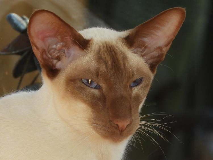 Ориентал Блю поинт