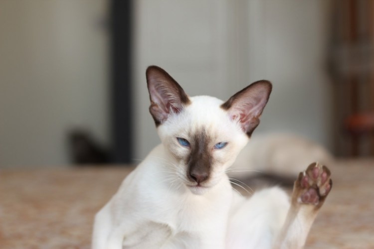 Ориентальная кошка коричневая