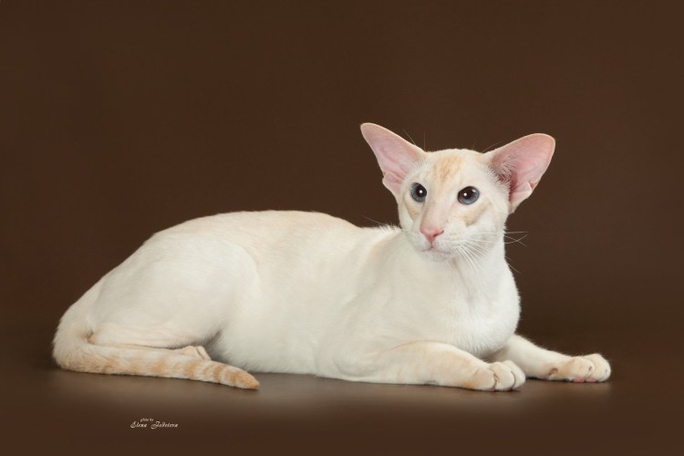 Сиамская Ориентальная кошка