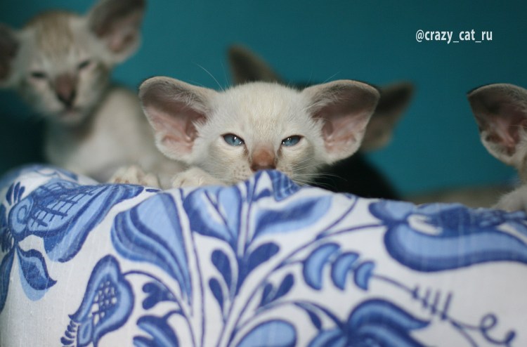 Лиловый ориентальный кот