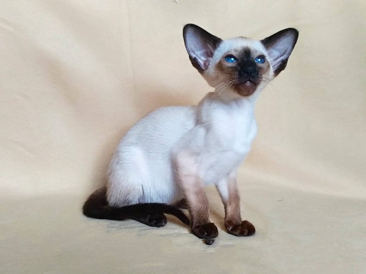 Ориентальные сиамские котята