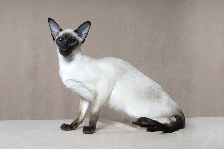 Сиам Лилак Пойнт Ориентал