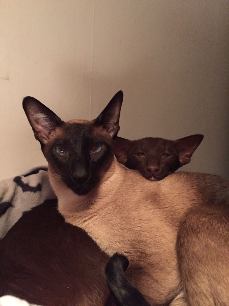 Ориентальная кошка лиловый окрас