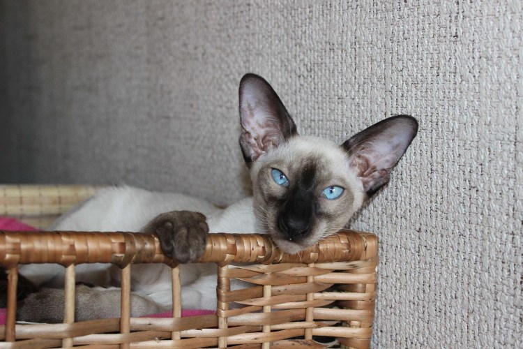 Сиамская кошка Ориентал