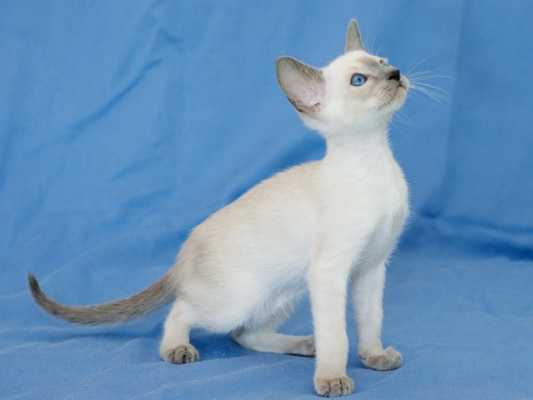 Сиамориентальная кошка