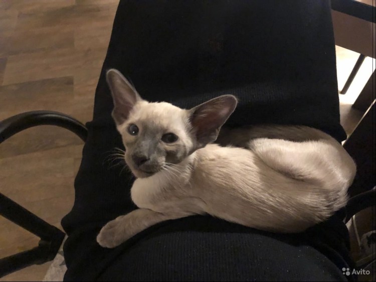 Ориентальная кошка Блю Пойнт