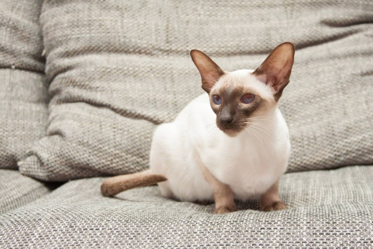 Сиамская кошка Ориентал
