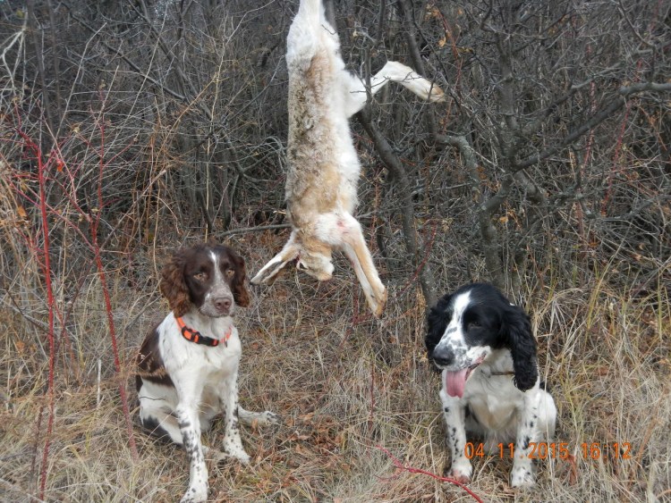 Русский спрингер охотничий спаниель