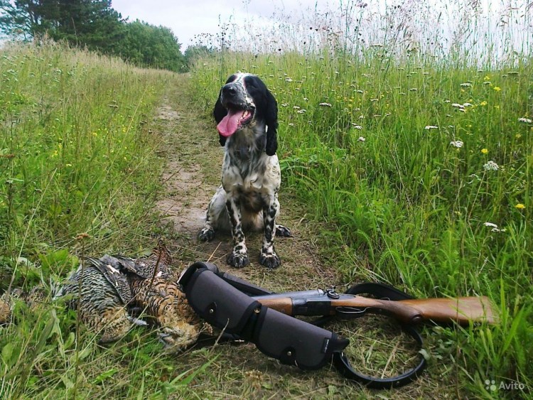 Сибирская спаниель охота