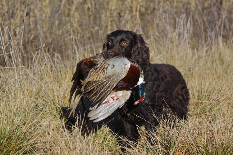 Русский охотничий спаниель