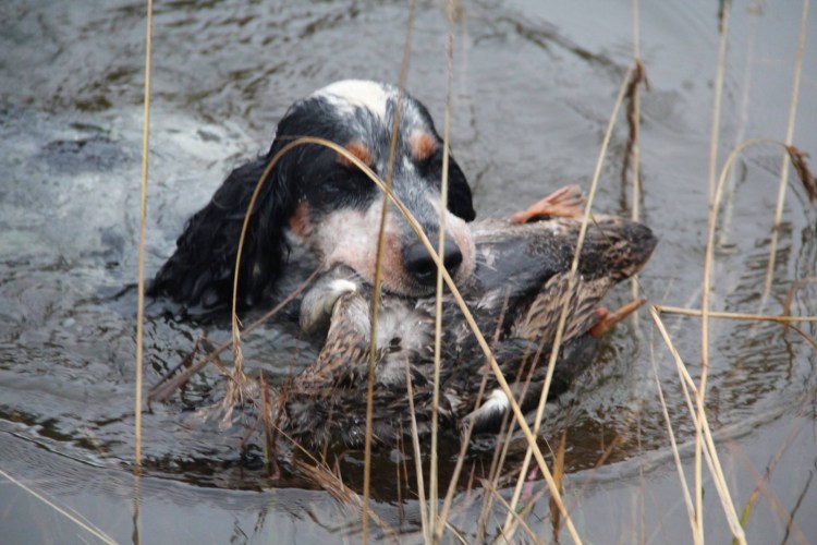 Спаниель на утиной охоте