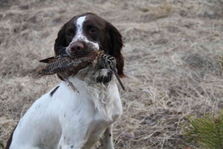 Русский охотничий спаниель на охоте