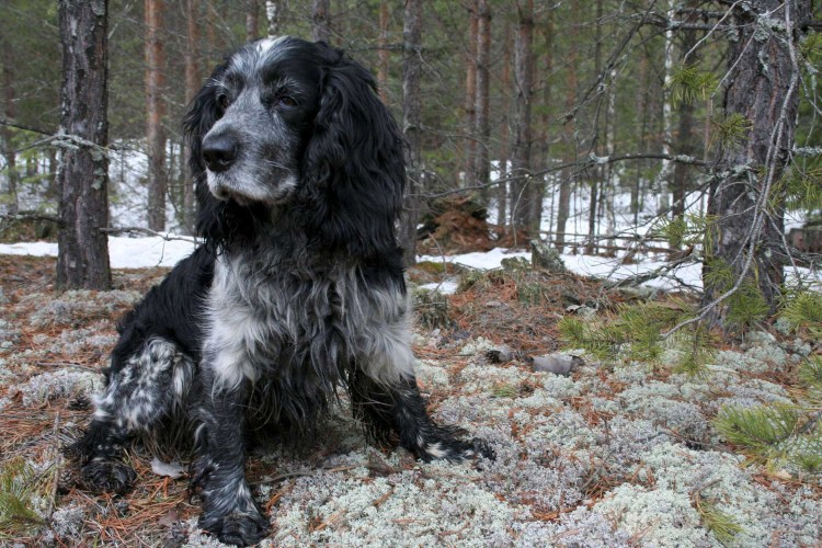 Английский кокер спаниель на охоте