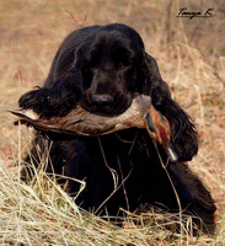 Бретонский эпаньоль картина