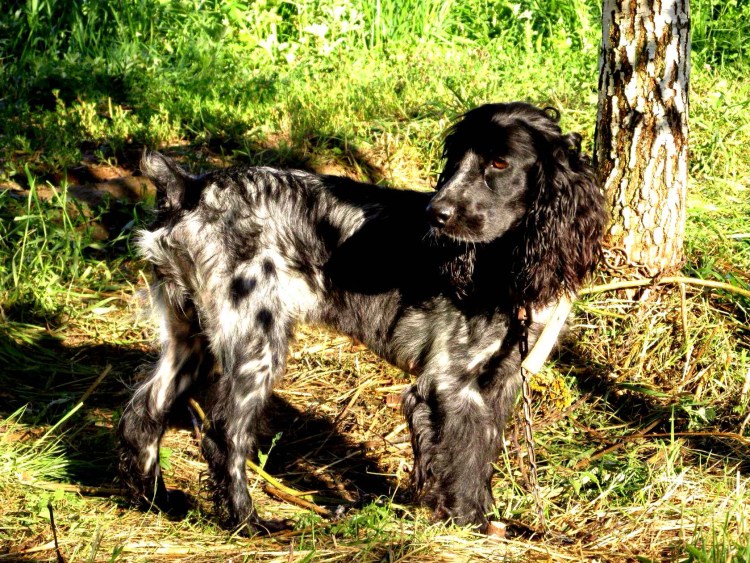 Американский спрингер спаниель