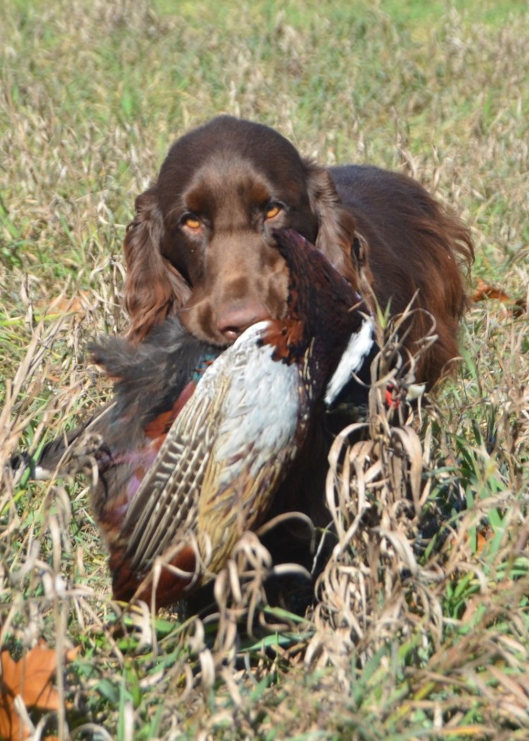 Джим Киллен собаки