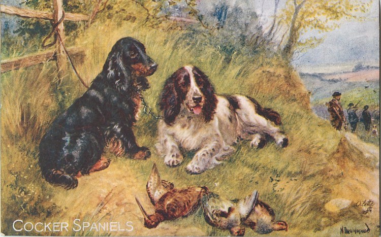 Кокер спаниель охотничья собака