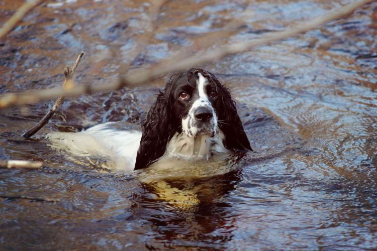 Русский спрингер охотничий спаниель