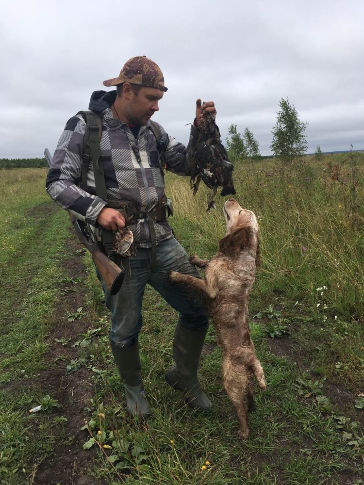 Порода русский охотничий спаниель