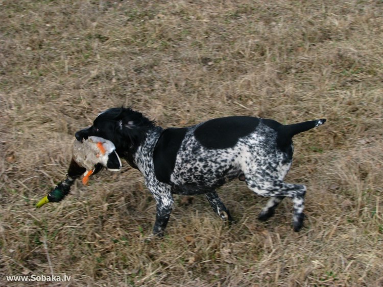Английский спрингер-спаниель