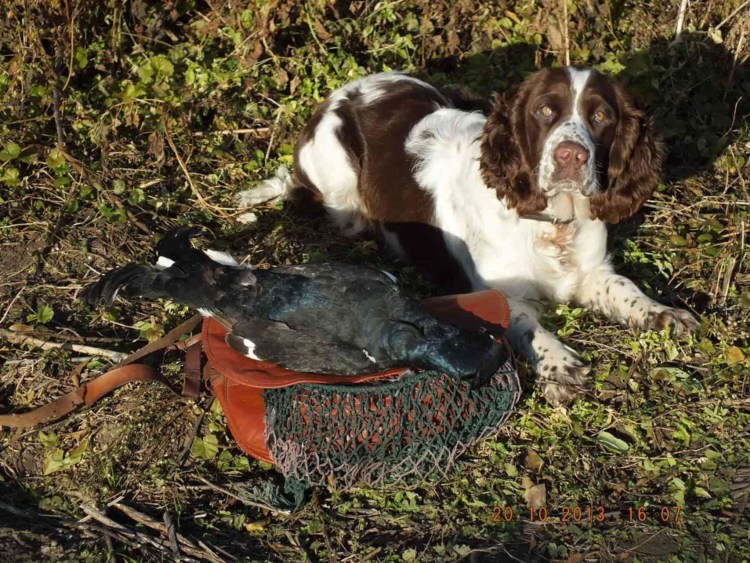 Русский охотничий спаниель