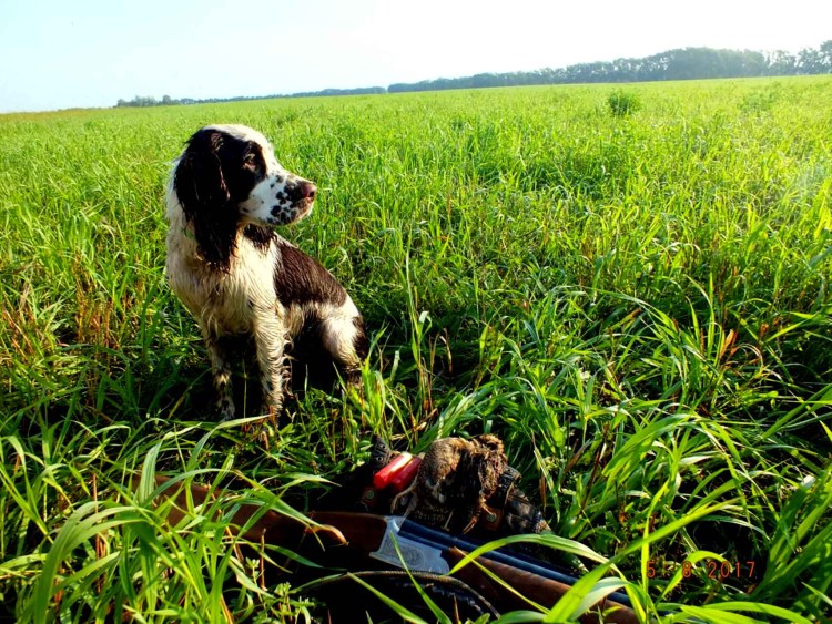 Русский спаниель на охоте