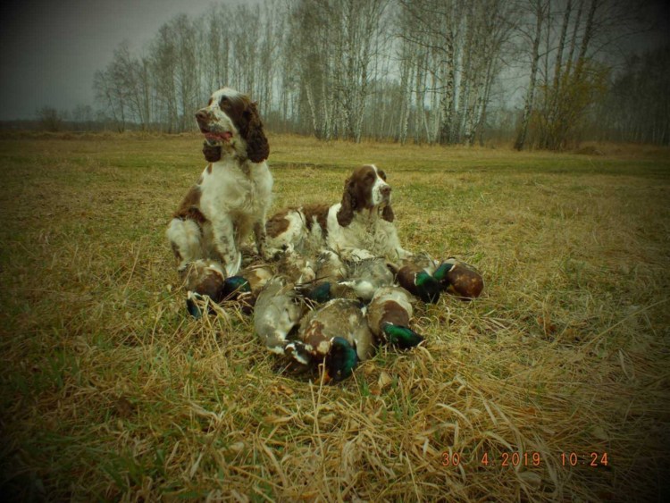 Русский охотничий спаниель норная