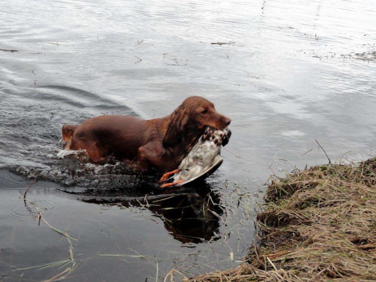 Русский охотничий спаниель на охоте