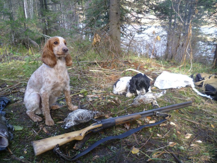 Русский охотничий спаниель на охоте