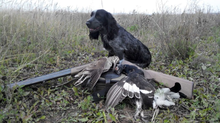 Русский охотничий спаниель на охоте