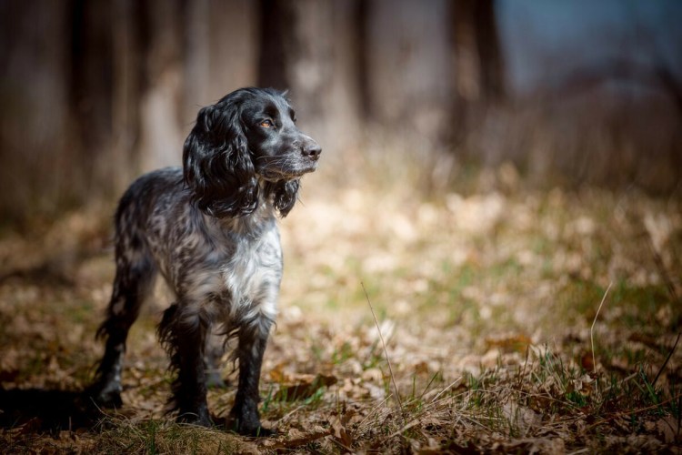 Стойка спаниеля на охоте