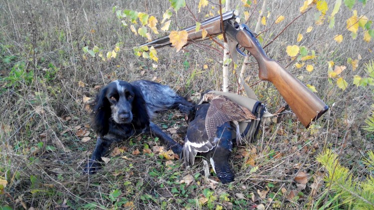 Кокер спаниель охотничий