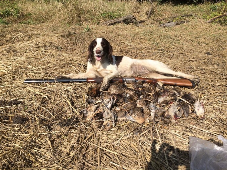 Английский спаниель на охоте