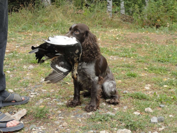 Русский охотничий спаниель черный